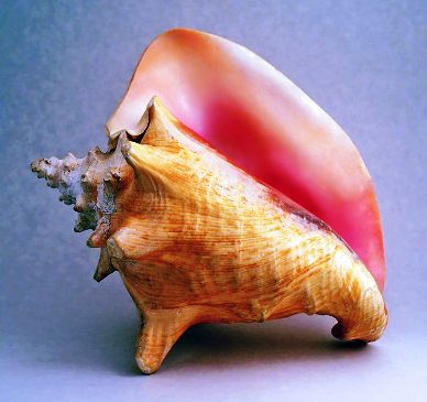 strombus-gigas-queen-conch-adult.jpg